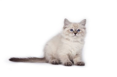 beyaz arkaplandaki kedi.