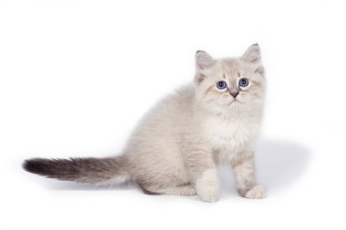 beyaz arkaplandaki kedi.