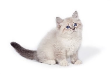 Beyaz bir arka plan üzerinde oturan komik şirin yavru kedi