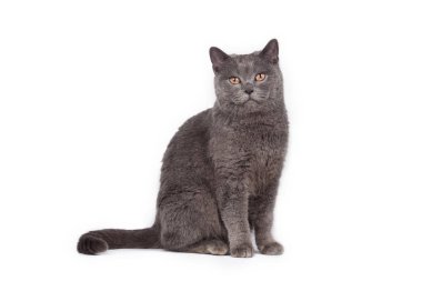 beyaz arkaplandaki kedi.