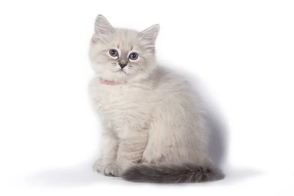 Αστείο, χαριτωμένο γατάκι κάθεται σε λευκό φόντο — Φωτογραφία Αρχείου