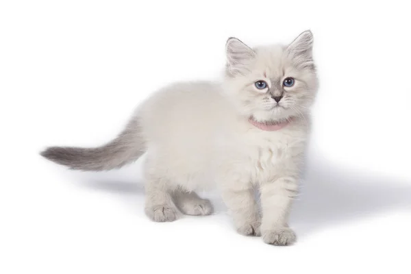 Cat on white background. — Stock Photo, Image