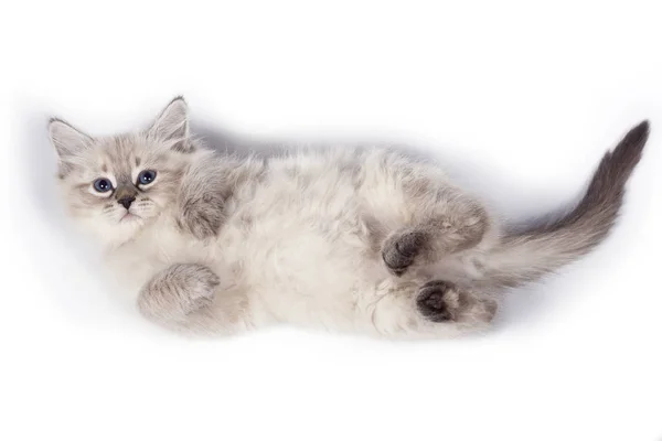 Cat on white background. — Stock Photo, Image