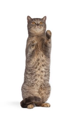 Beyaz arka planda poz komik sevimli kedi