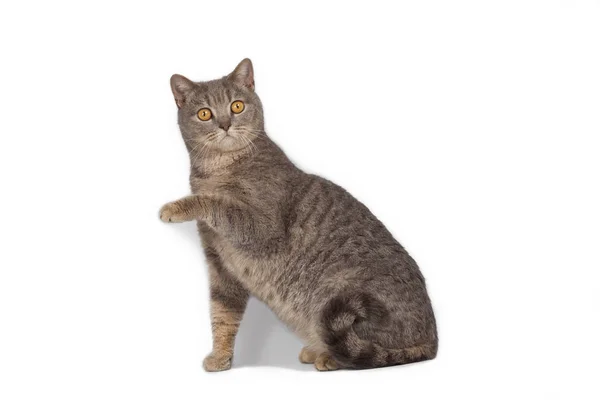 Funny cute cat posing on white background — Stock Photo, Image