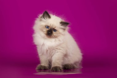 Komik sevimli kedi yavrusu pembe arka plan üzerinde oturan