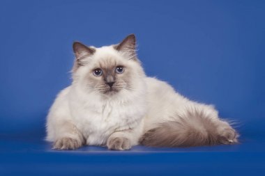 Mavi gözlü kabarık güzel kedi Neva maskeli mavi bir arka plan üzerinde poz.