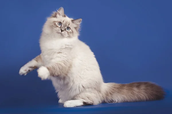 Fluffy hermosa gato Neva mascarada con ojos azules posando sobre un fondo azul . — Foto de Stock