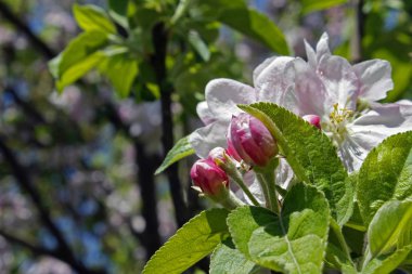 Yumuşak ile ilkbaharda çiçek açan elma ağacı arden arka plan odaklanmak.
