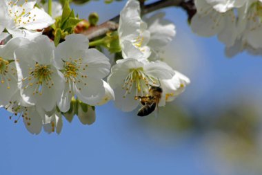 Çiçek açan erik ağacı ve arı Tozlaşmayı.