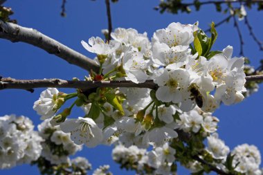 Çiçek açan erik ağacı ve arı Tozlaşmayı.