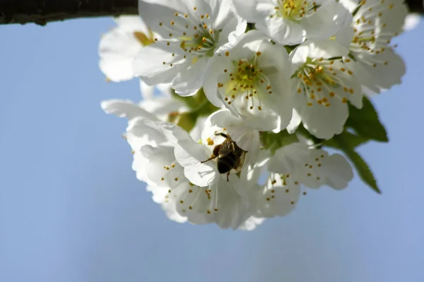 Blühender Pflaumenbaum und bestäubende Bienen. — Stockfoto