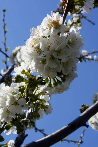 Bloeiende pruimenboom. Pruim-boomtak bedekt met witte bloemen op blauwe achtergrond. — Stockfoto