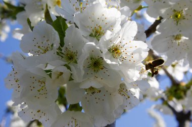 Çiçek açan erik ağacı ve arı Tozlaşmayı.