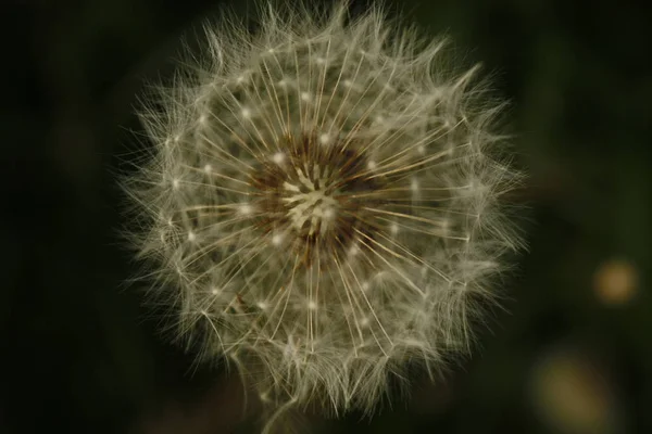 Zbliżenie Dandelion nasion chrupki z niewyraźne tło. — Zdjęcie stockowe