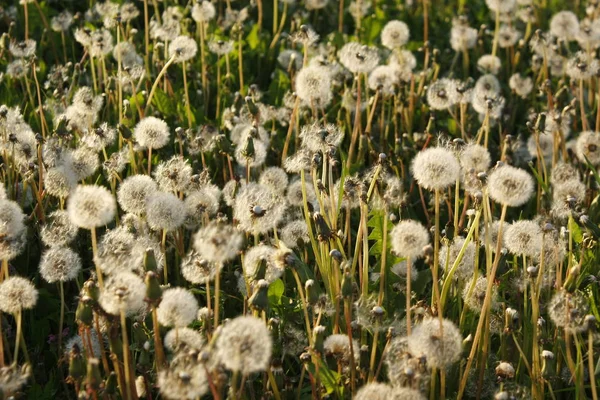 Field of white puffs from dandelions, taraxacum officinale flower. — Stock Photo, Image