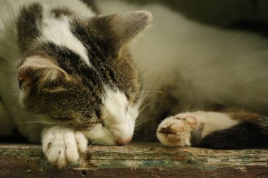 Beyaz kedi bir ülke bir pencere üzerinde uyuyor. Ayrıntı rahatlatıcı kedi.