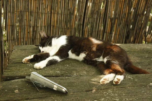 Lazy cat with white and black spots sleeps on a bench in the yard of a country house.