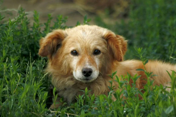 Портрет красивой собаки на лугу — стоковое фото