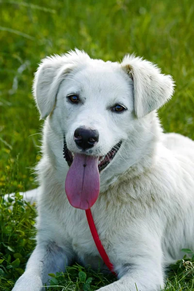 Забавный белый пёс лежит на траве с высунутым языком. . — стоковое фото