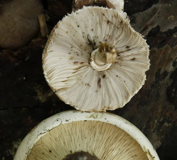 Cogumelos de champiognião frescos . — Fotografia de Stock