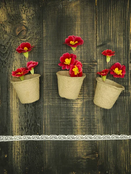 Primrose Primula Vulgaris, flores de jardín amarillas y rojas, macetas, composición creativa sobre fondo rústico de madera . — Foto de Stock