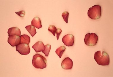 Arka plan güzel pembe gül yaprakları üzerinde pastel pembe. Üstten Görünüm.