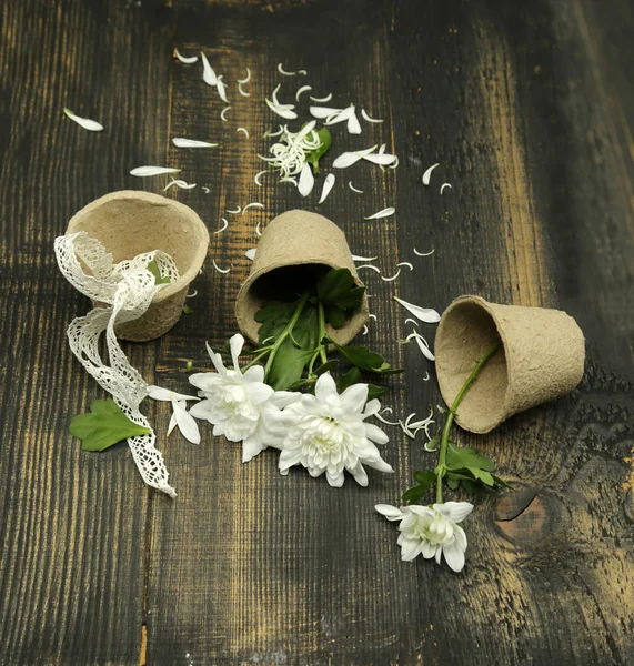 Fleurs de chrysanthème blanc, en pot, composition créative sur fond de bois rustique avec un ruban blanc . — Photo