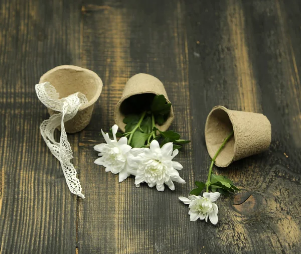 Flores de crisantemo blanco, macetas, composición creativa sobre fondo rústico de madera con una cinta blanca . —  Fotos de Stock