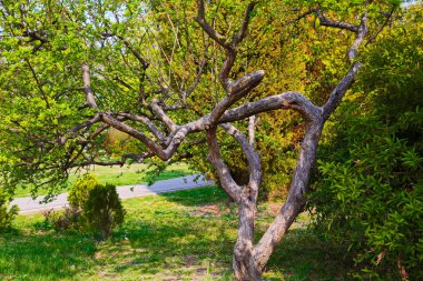 Güneş ışığında bir parkta bükülmüş dalları ile ağaç.