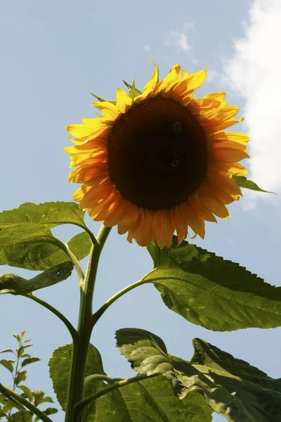 Tournesol jaune et abeilles sur fond bleu ciel — Photo