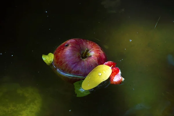 Red apple and yellow leaf fallen on a smalll pond with water. — Stock Photo, Image
