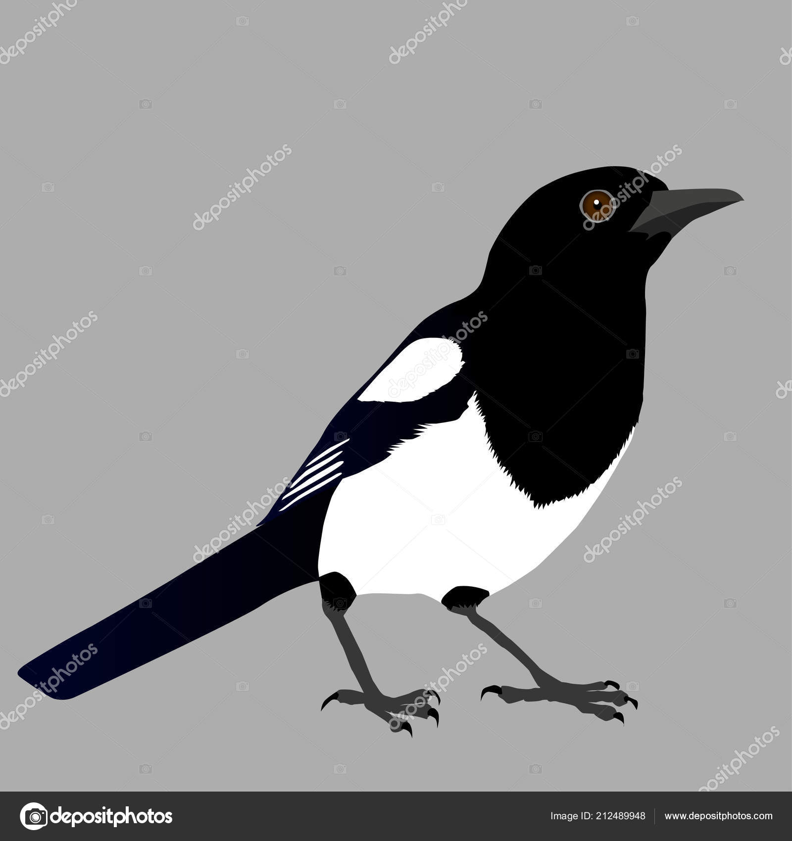 カラス科ストックベクター ロイヤリティフリーカラス科イラスト Depositphotos
