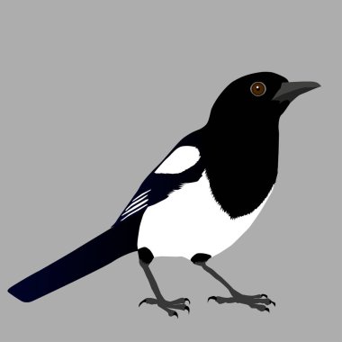 Bir magpie bir çizimi