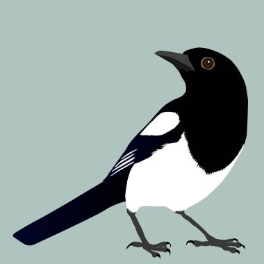 Bir magpie bir çizimi