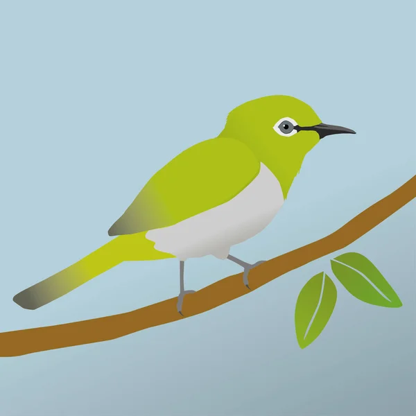 Oiseau Oeil Blanc Japonais — Image vectorielle