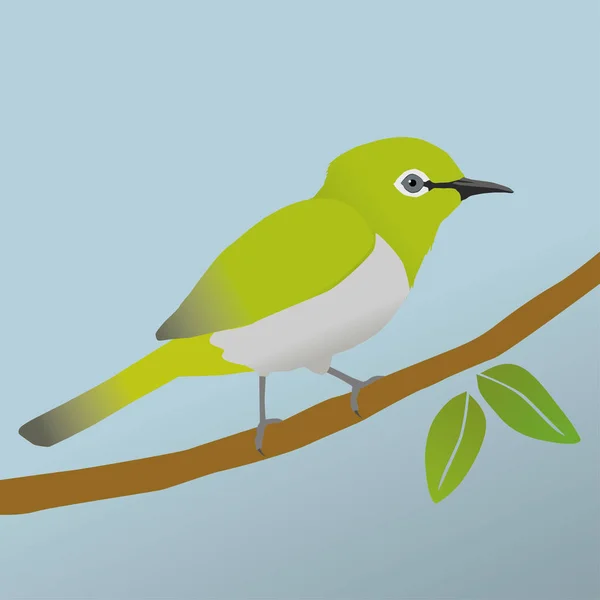 Pájaro Ojo Blanco Japonés — Vector de stock