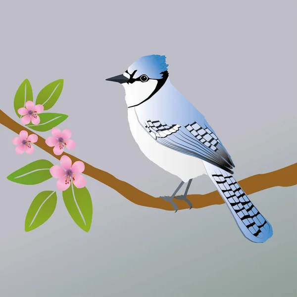 Vector Illustration Blue Jay Sitting Branch Pink Blossom — Stock Vector