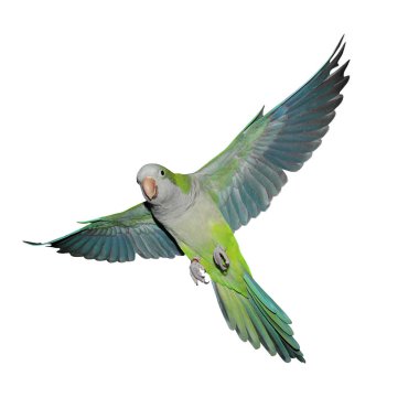 A green quaker parrot in flight. Isolated on a white background. clipart