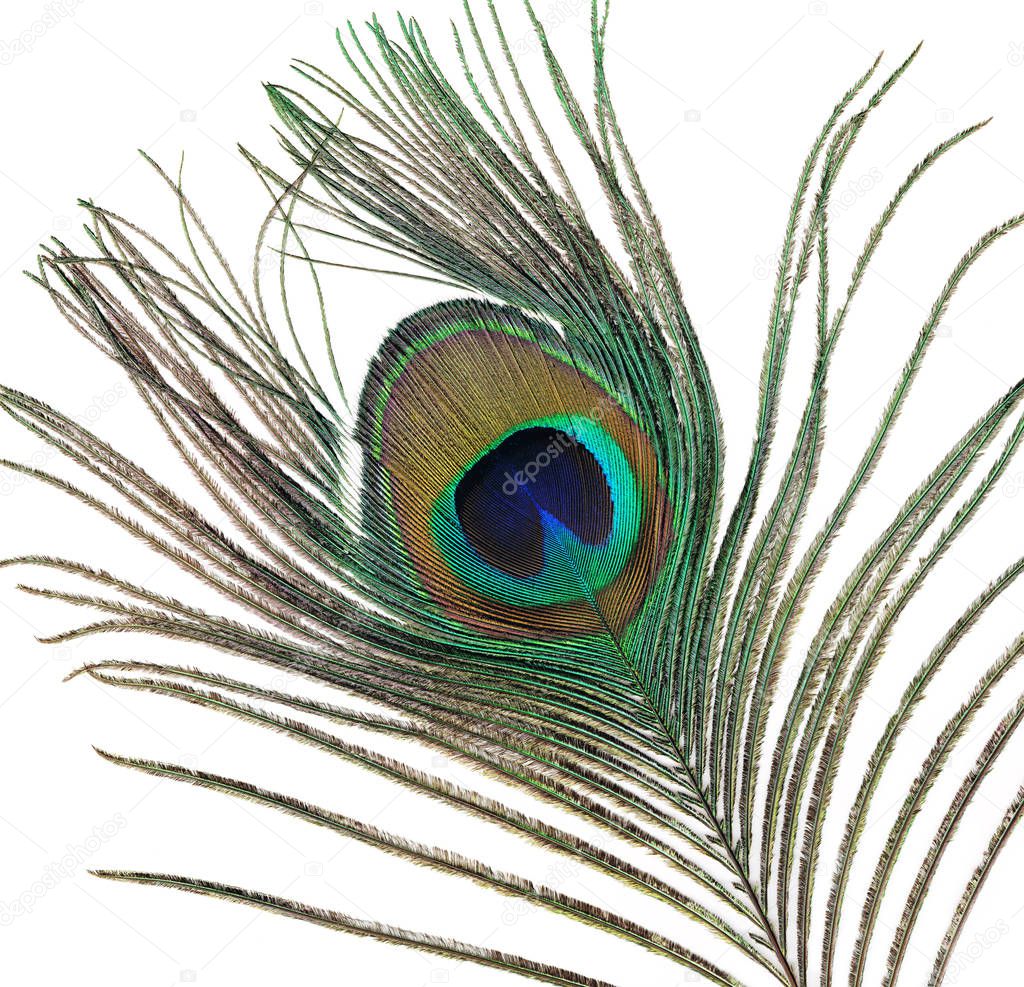 Pretty tail feather from a male peacock isolated on white.
