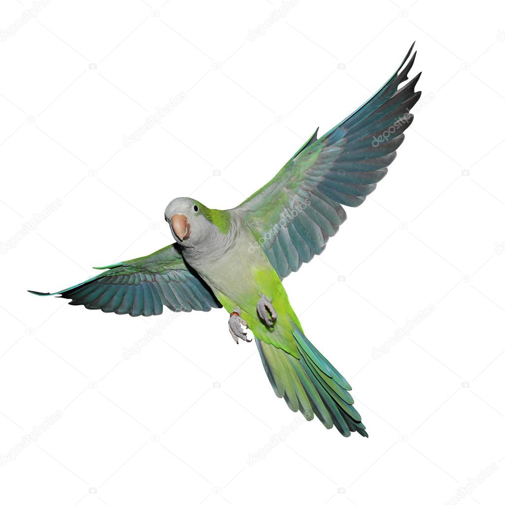 A green quaker parrot in flight. Isolated on a white background.
