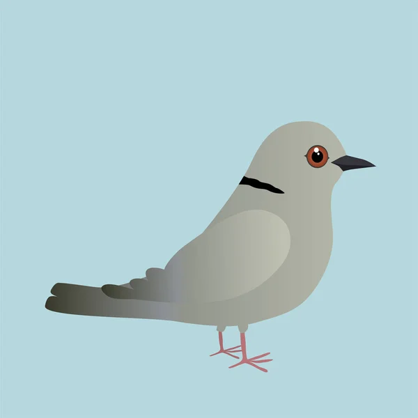蓝色背景上的欧亚领鸽插图 — 图库矢量图片