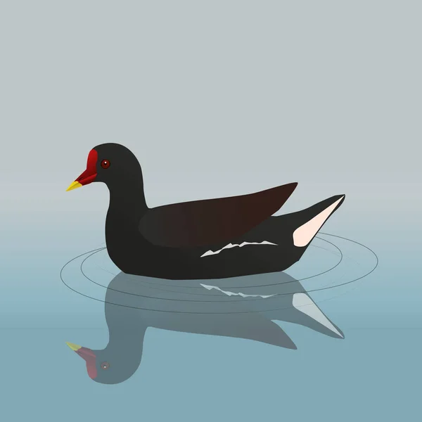 Vector Illustration Common Moorhen Swimming You Can See Its Reflection — Stockvector