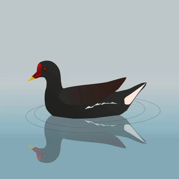 Una Ilustración Vectorial Una Natación Común Moorhen Puede Ver Reflejo — Vector de stock