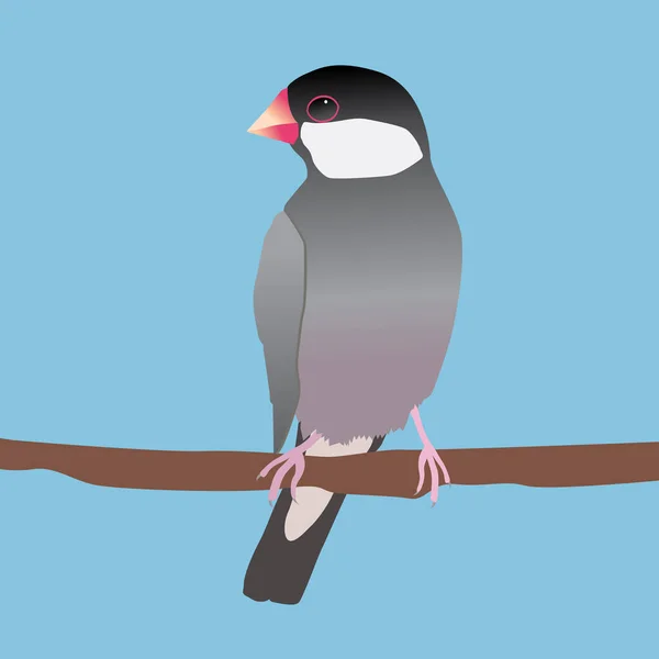 Digital Vector Illustration Java Sparrow Sitting Long Branch Blue Background — Διανυσματικό Αρχείο