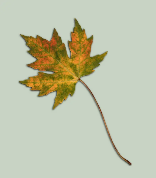 白いカエデの木から切り取られたカエデの葉の写真 葉は橙色の斑点があります — ストック写真