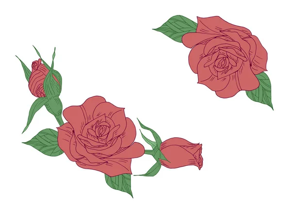 Rose Rouge Avec Feuilles Vertes Illustration Dessinée Main — Image vectorielle