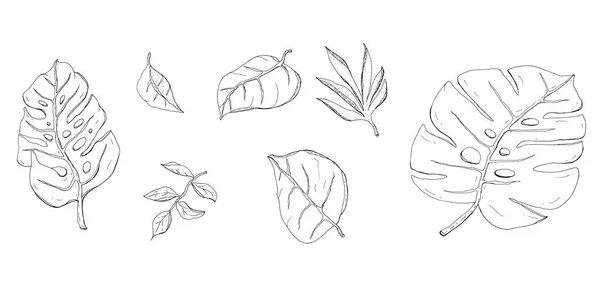 Hojas tropicales dibujadas a mano con ramas ilustración vectorial monocromo — Vector de stock