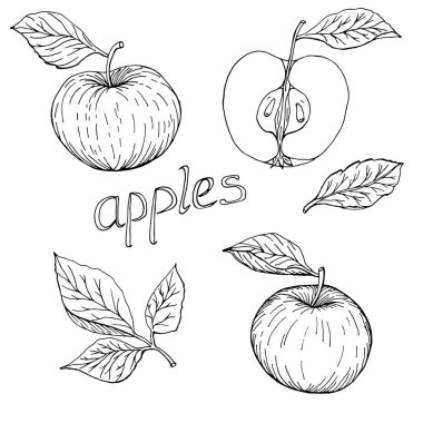 Yaprakları ve harf vektör illüstrasyon ile elemanların el çizilmiş elma monokrom seti