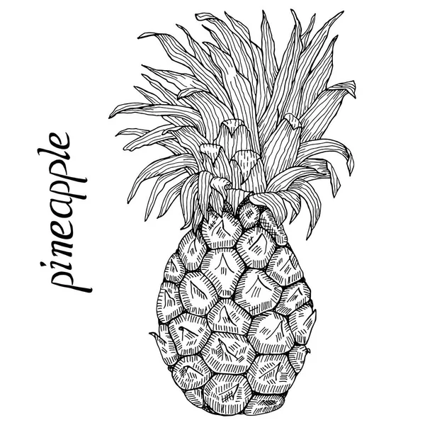 Monocromático de abacaxi desenhado à mão com folhas e ilustração vetorial de letras — Vetor de Stock